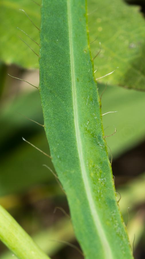 Pilosella piloselloides (=Hieracium piloselloides) / Sparviere fiorentino